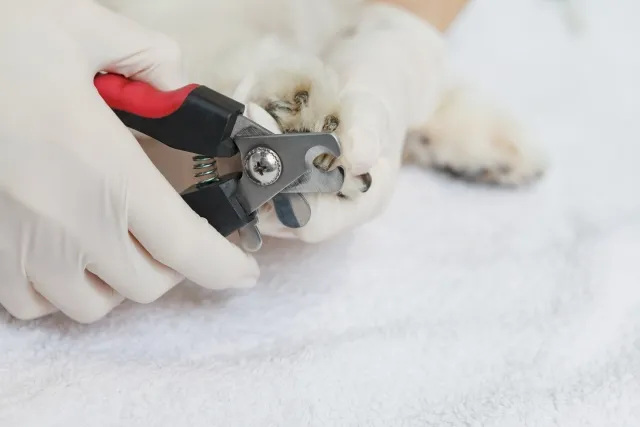 犬の爪を切る様子