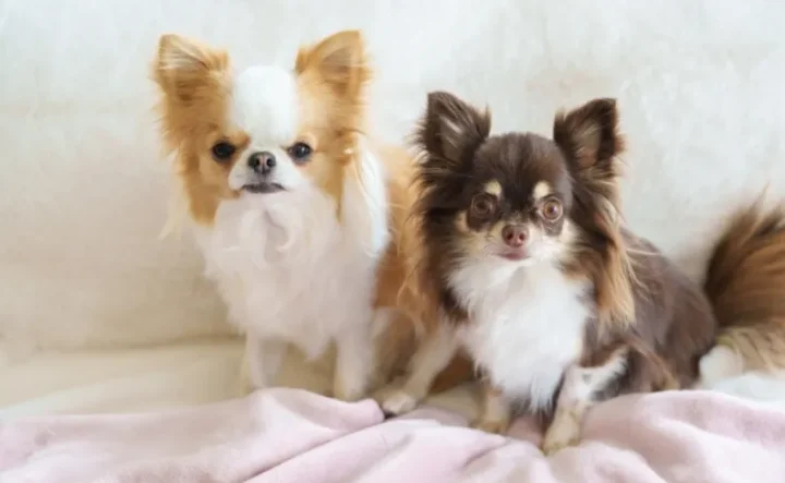 チワワ２頭がソファに座っている写真